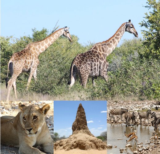 エトーシャ国立公園